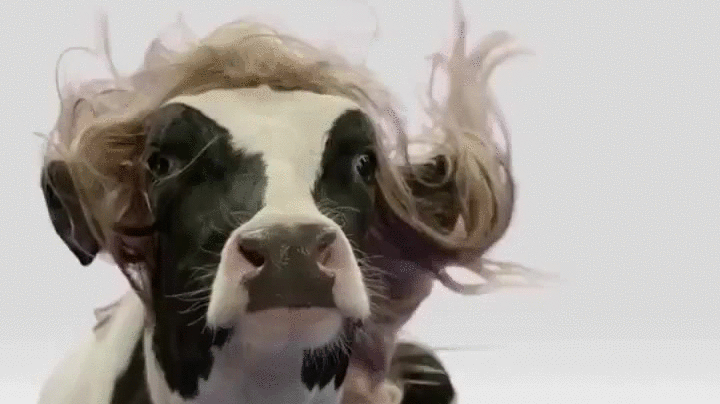 gif of cow with a wig blowing in the breeze